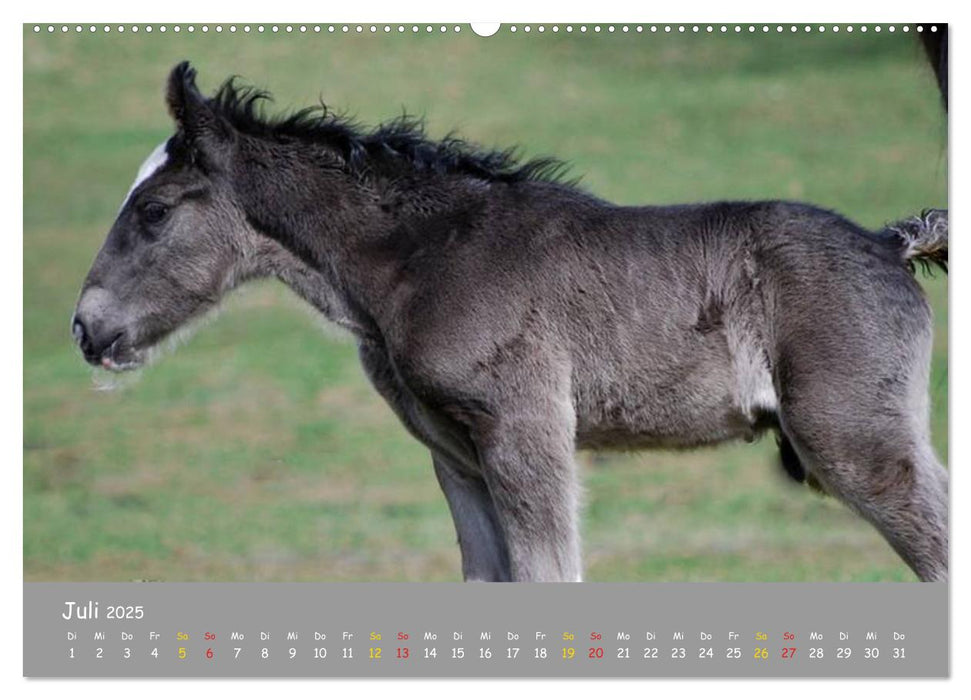 Shire Horse Fohlen (CALVENDO Premium Wandkalender 2025)