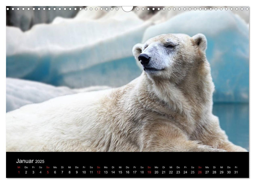 Tiere unserer Erde (CALVENDO Wandkalender 2025)