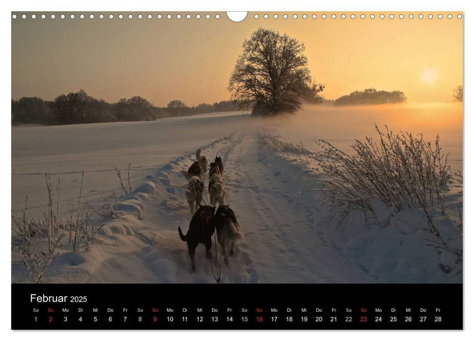 Huskys (CALVENDO Wandkalender 2025)