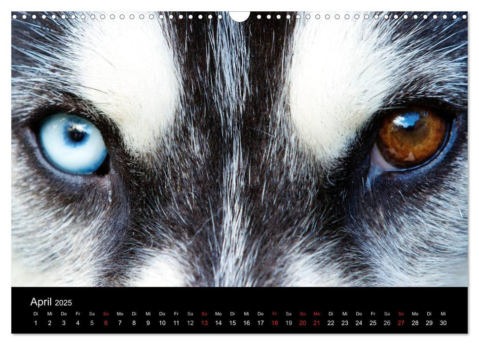 Huskys (CALVENDO Wandkalender 2025)