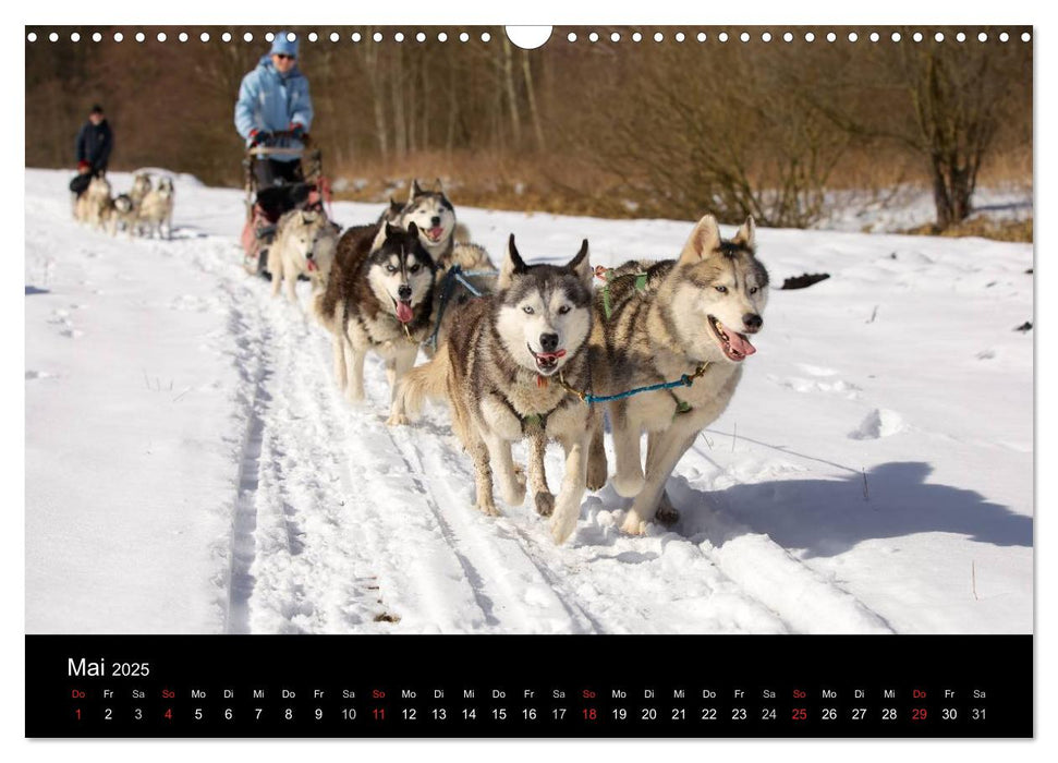 Huskys (CALVENDO Wandkalender 2025)