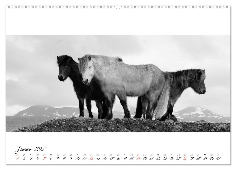 Islandpferde von Brimilsvellir (CALVENDO Premium Wandkalender 2025)