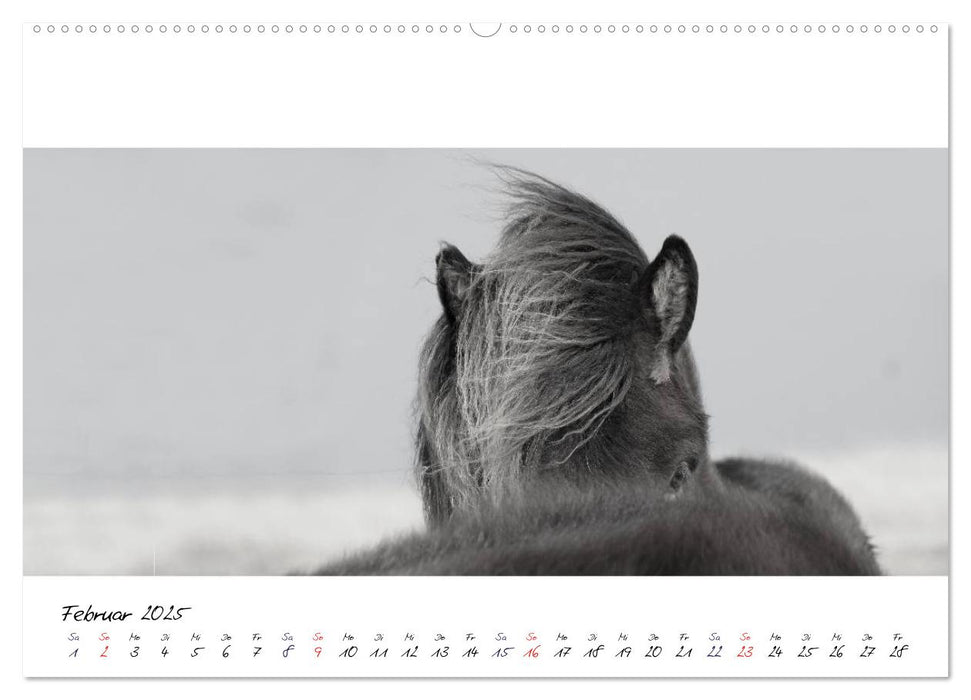 Islandpferde von Brimilsvellir (CALVENDO Premium Wandkalender 2025)