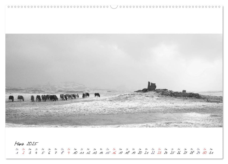 Islandpferde von Brimilsvellir (CALVENDO Premium Wandkalender 2025)