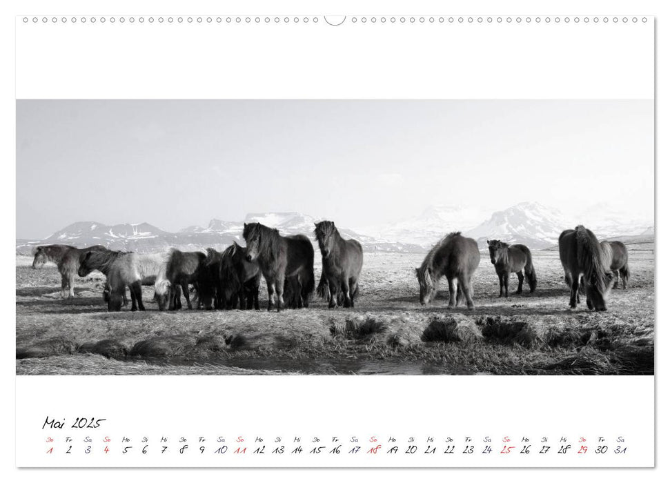 Islandpferde von Brimilsvellir (CALVENDO Premium Wandkalender 2025)