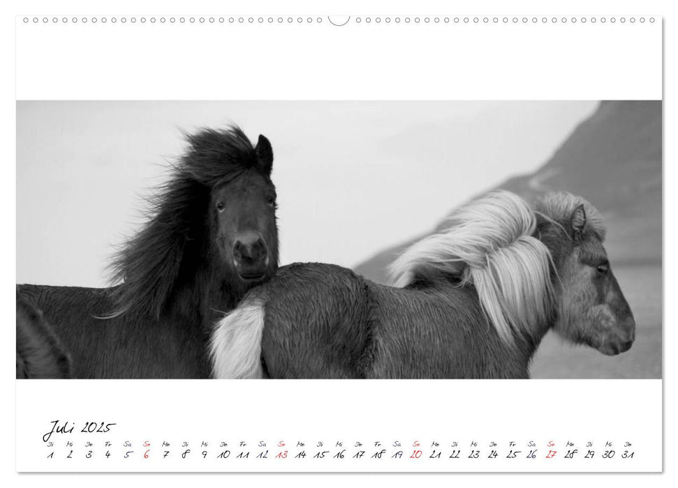 Islandpferde von Brimilsvellir (CALVENDO Premium Wandkalender 2025)