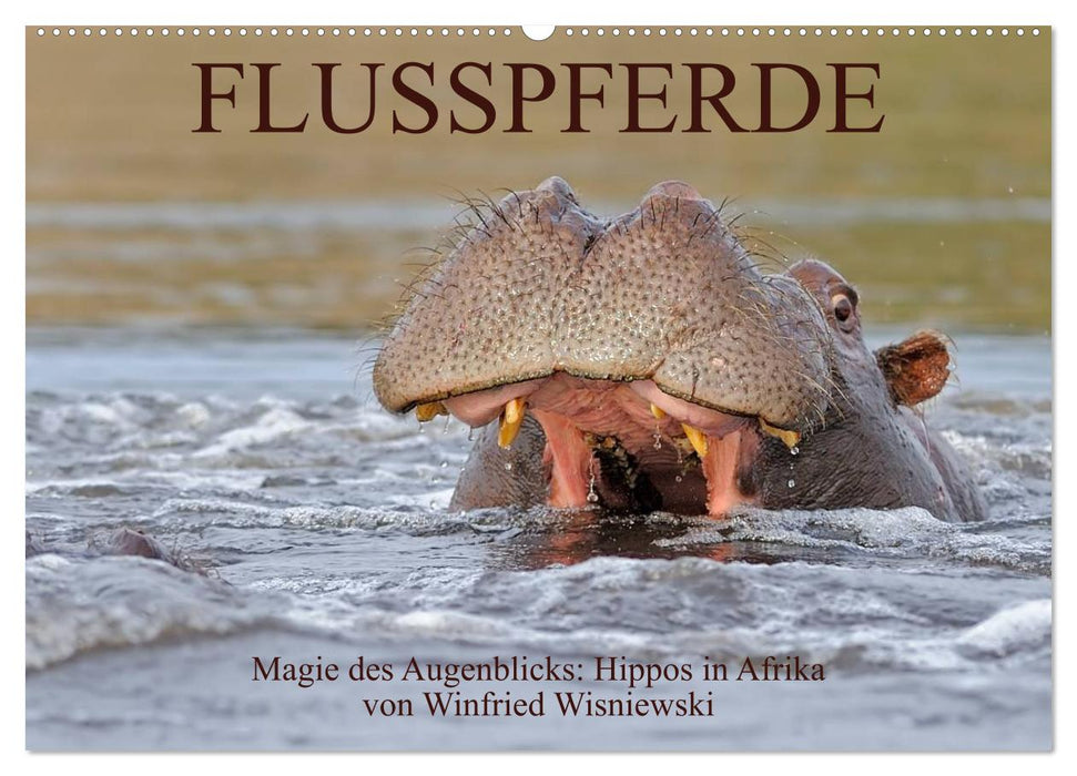 Flusspferde Magie des Augenblicks - Hippos in Afrika (CALVENDO Wandkalender 2025)