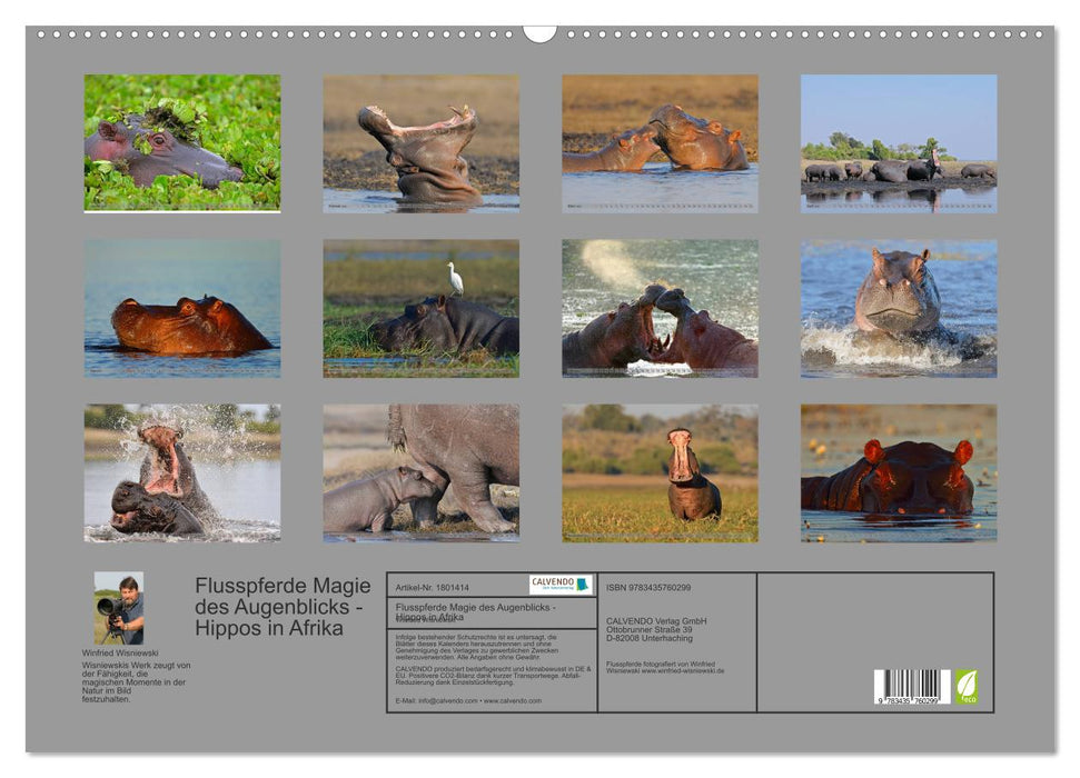 Flusspferde Magie des Augenblicks - Hippos in Afrika (CALVENDO Wandkalender 2025)