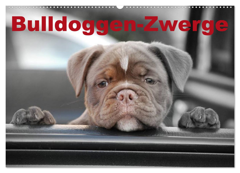 Bulldoggen-Zwerge (CALVENDO Wandkalender 2025)