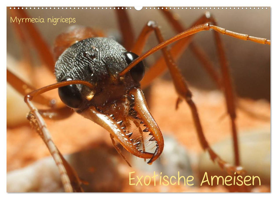 Exotische Ameisen (CALVENDO Wandkalender 2025)
