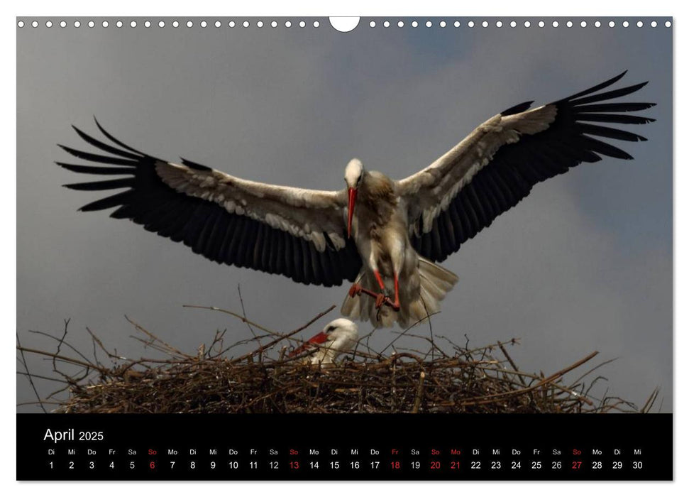 St. Peter-Ording (CALVENDO Wandkalender 2025)