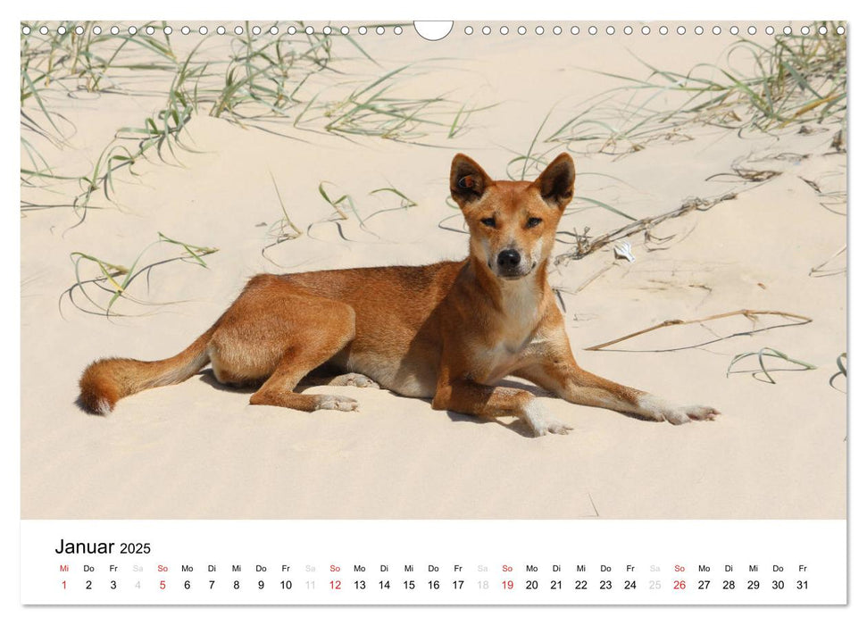 Tierisches Down Under - live erleben (CALVENDO Wandkalender 2025)