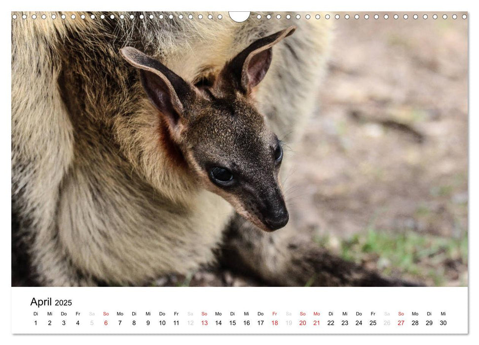 Tierisches Down Under - live erleben (CALVENDO Wandkalender 2025)