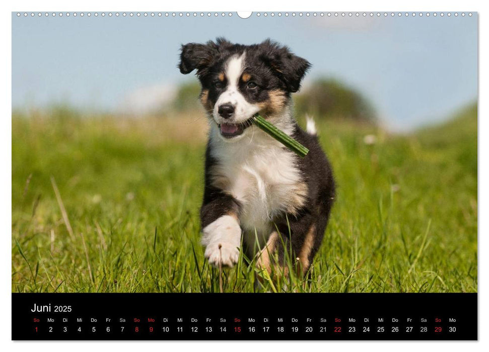 Welpen 2025 (CALVENDO Premium Wandkalender 2025)