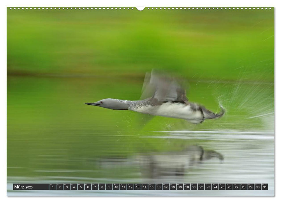 Magie des Augenblicks - Vogelflug - Eleganz auf Schwingen (CALVENDO Wandkalender 2025)