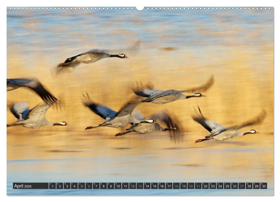 Magie des Augenblicks - Vogelflug - Eleganz auf Schwingen (CALVENDO Wandkalender 2025)