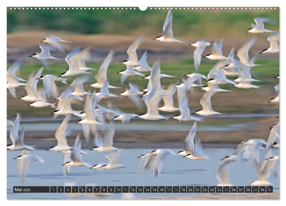 Magie des Augenblicks - Vogelflug - Eleganz auf Schwingen (CALVENDO Wandkalender 2025)