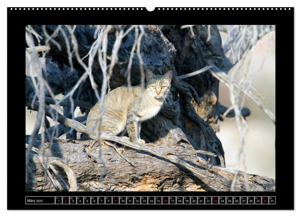 Afrikas Katzen (CALVENDO Premium Wandkalender 2025)