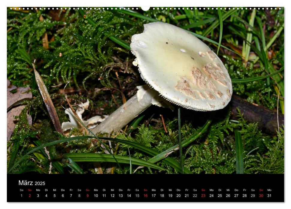 Pilze, Pilze (CALVENDO Premium Wandkalender 2025)