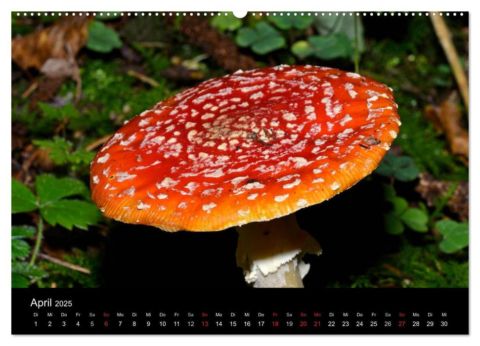 Pilze, Pilze (CALVENDO Premium Wandkalender 2025)