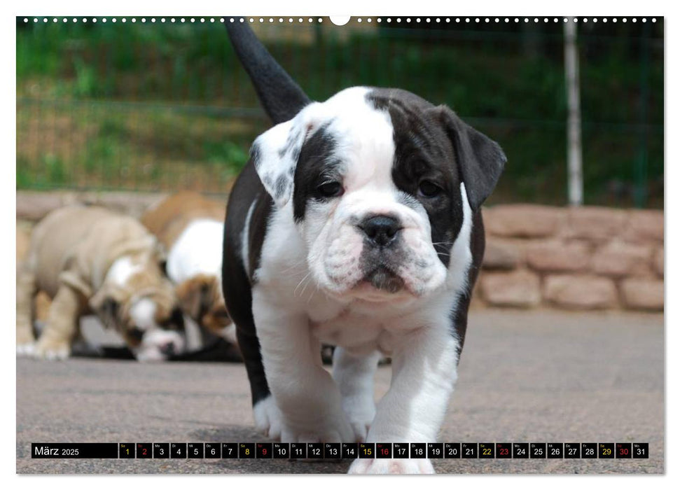 Bulldoggen-Kinder (CALVENDO Premium Wandkalender 2025)