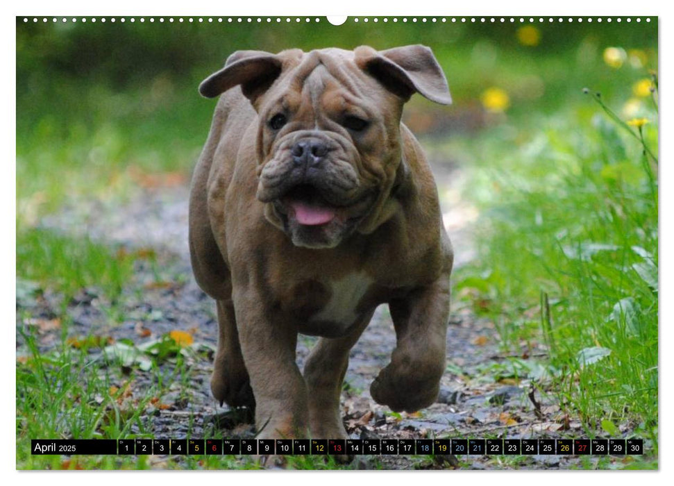 Bulldoggen-Kinder (CALVENDO Premium Wandkalender 2025)