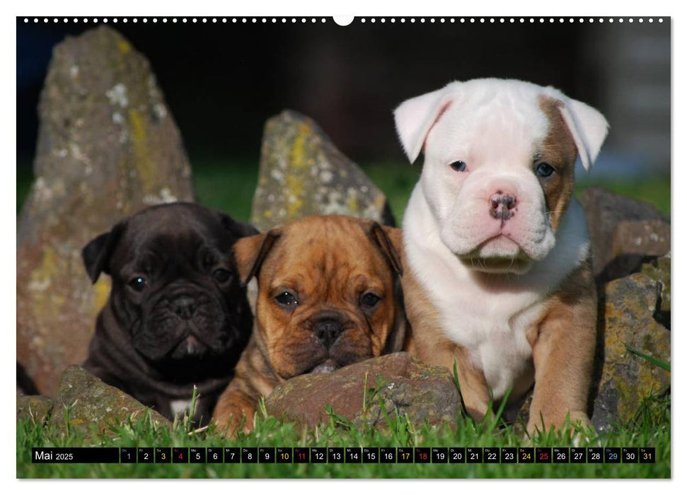 Bulldoggen-Kinder (CALVENDO Premium Wandkalender 2025)