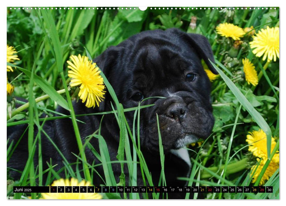 Bulldoggen-Kinder (CALVENDO Premium Wandkalender 2025)