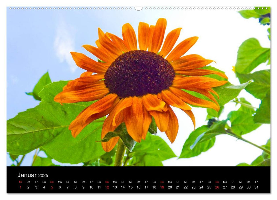 Strahlende Sonnenblumen / CH - Version (CALVENDO Premium Wandkalender 2025)