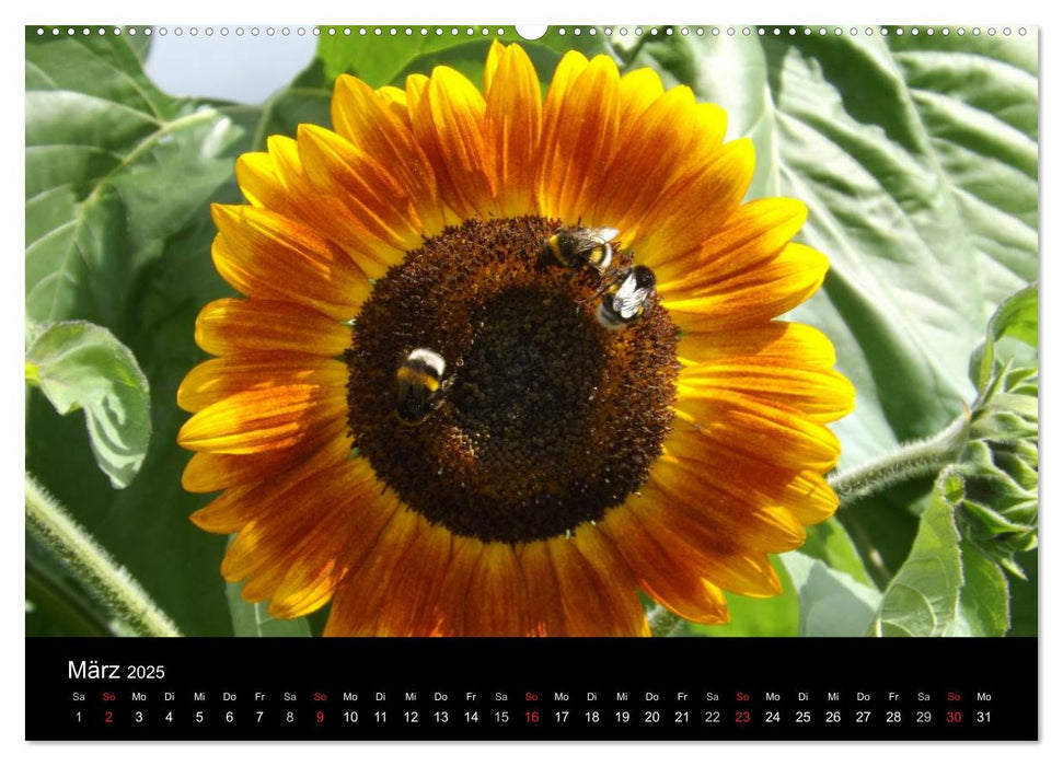 Strahlende Sonnenblumen / CH - Version (CALVENDO Premium Wandkalender 2025)