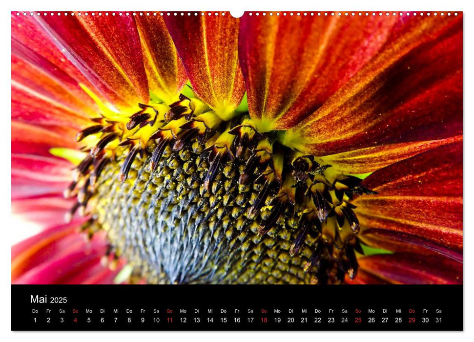 Strahlende Sonnenblumen / CH - Version (CALVENDO Premium Wandkalender 2025)