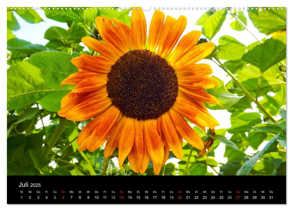 Strahlende Sonnenblumen / CH - Version (CALVENDO Premium Wandkalender 2025)