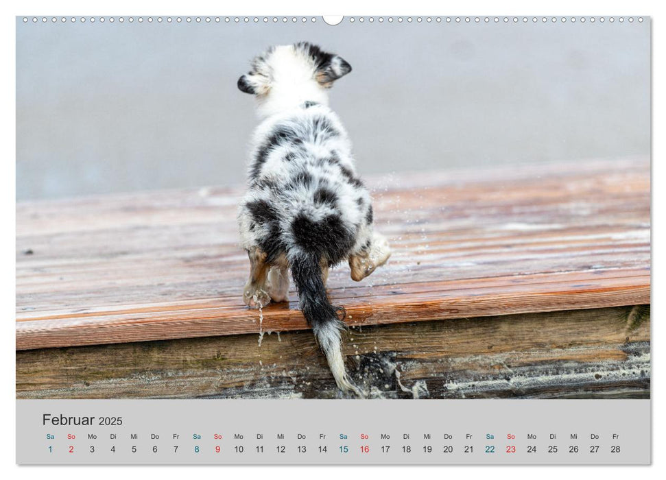 Mit Aussies unterwegs - Die bunte Welt der Australian Shepherds (CALVENDO Wandkalender 2025)