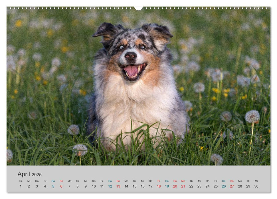 Mit Aussies unterwegs - Die bunte Welt der Australian Shepherds (CALVENDO Wandkalender 2025)