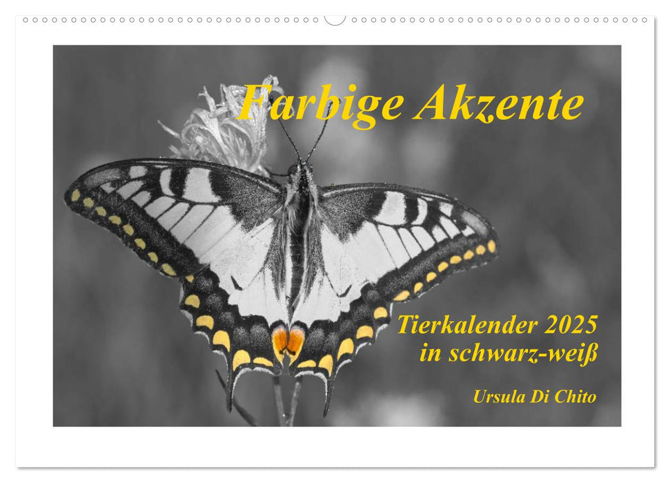 Farbige Akzente - Tierkalender 2025 in schwarz-weiß (CALVENDO Wandkalender 2025)