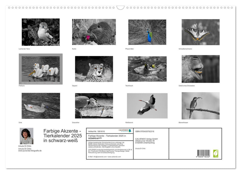 Farbige Akzente - Tierkalender 2025 in schwarz-weiß (CALVENDO Wandkalender 2025)