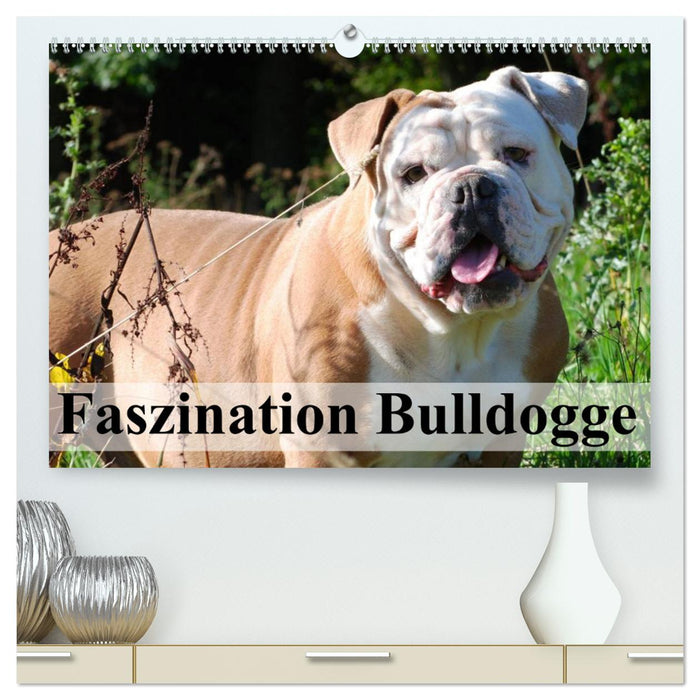 Faszination Bulldogge (CALVENDO Premium Wandkalender 2025)