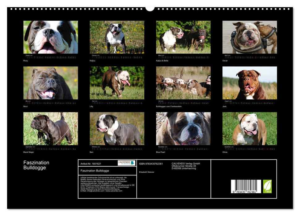 Faszination Bulldogge (CALVENDO Premium Wandkalender 2025)