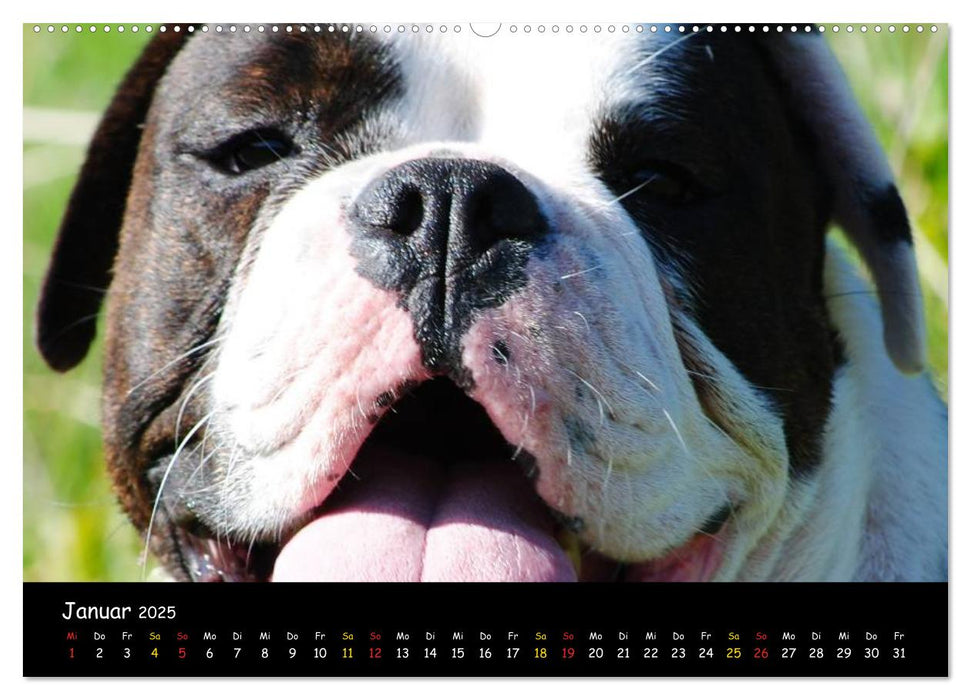 Faszination Bulldogge (CALVENDO Premium Wandkalender 2025)