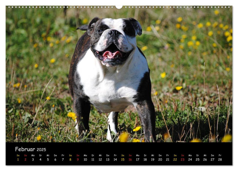 Faszination Bulldogge (CALVENDO Premium Wandkalender 2025)