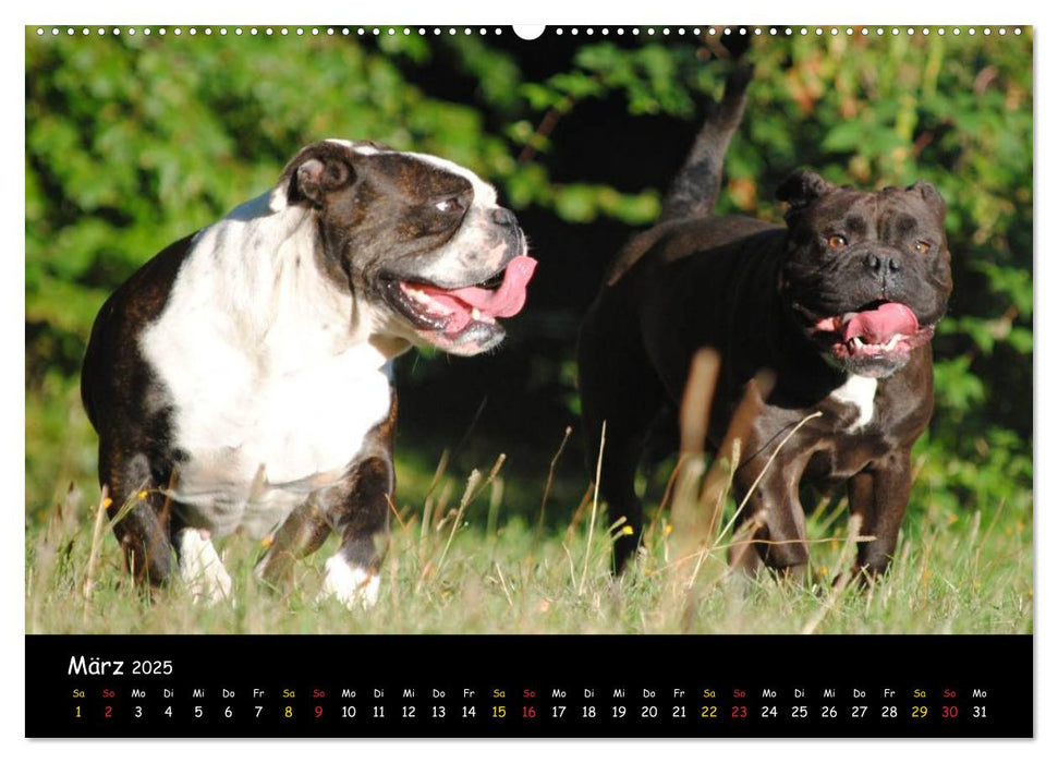 Faszination Bulldogge (CALVENDO Premium Wandkalender 2025)