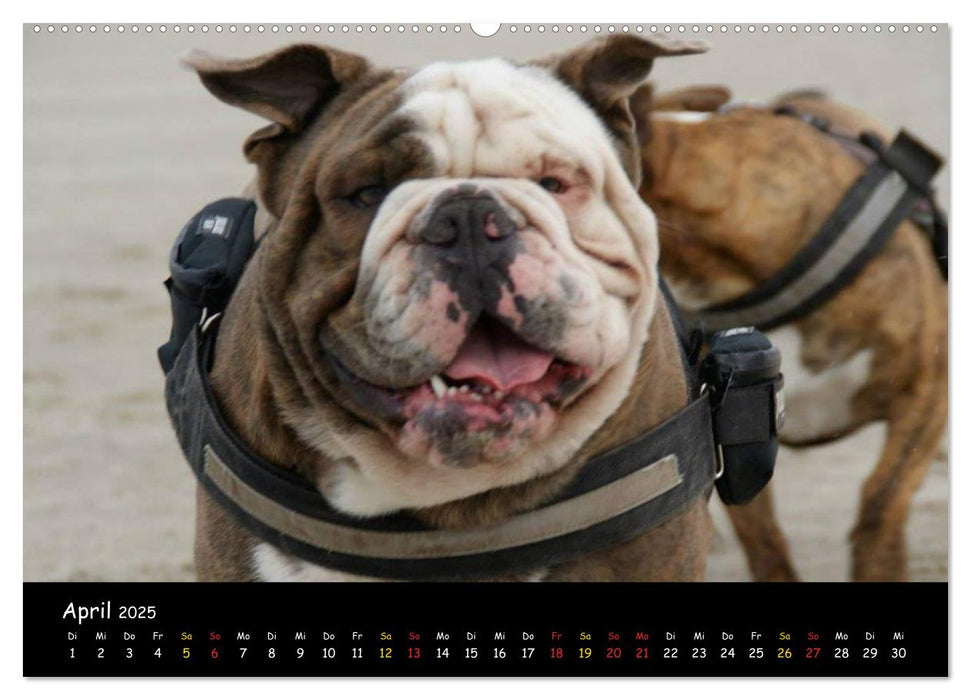 Faszination Bulldogge (CALVENDO Premium Wandkalender 2025)