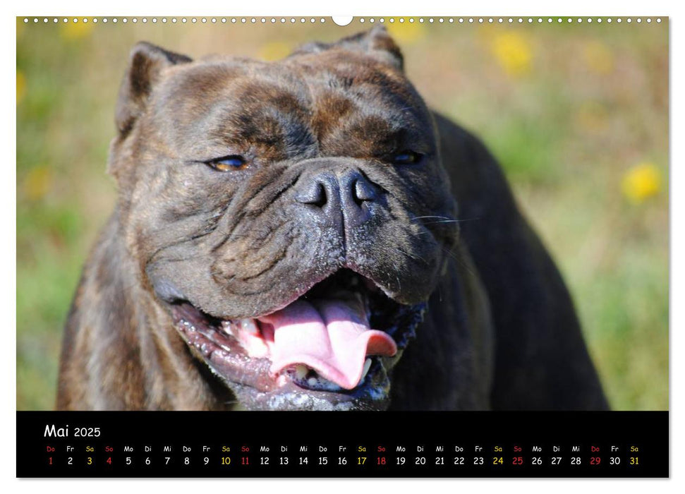 Faszination Bulldogge (CALVENDO Premium Wandkalender 2025)