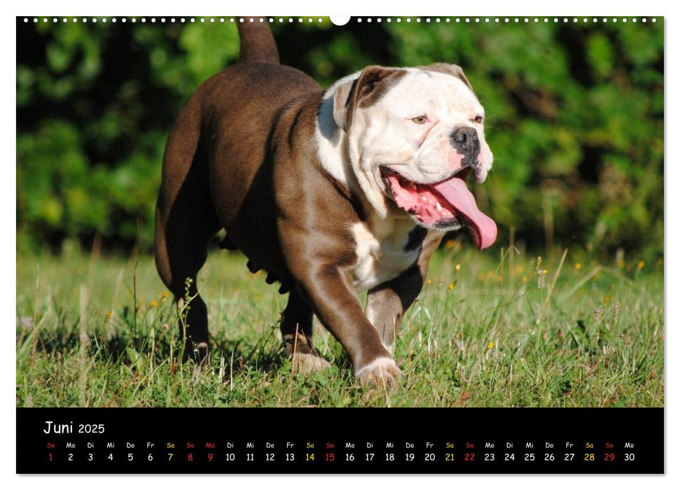 Faszination Bulldogge (CALVENDO Premium Wandkalender 2025)