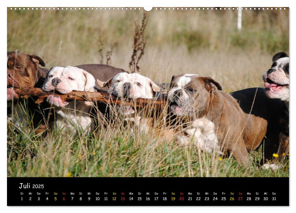 Faszination Bulldogge (CALVENDO Premium Wandkalender 2025)