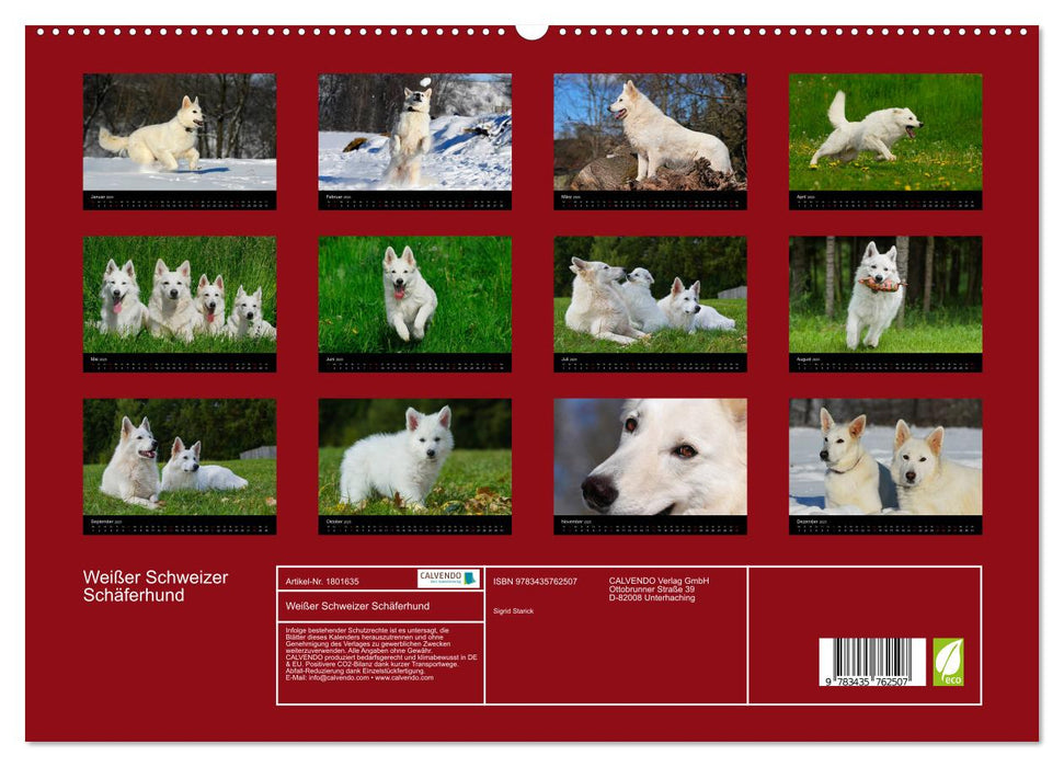 Weißer Schweizer Schäferhund (CALVENDO Premium Wandkalender 2025)