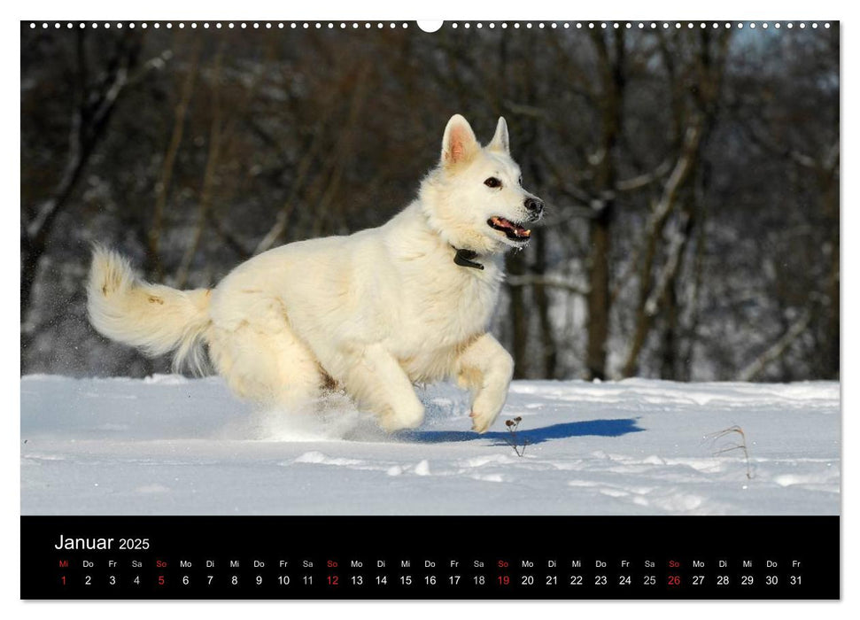 Weißer Schweizer Schäferhund (CALVENDO Premium Wandkalender 2025)