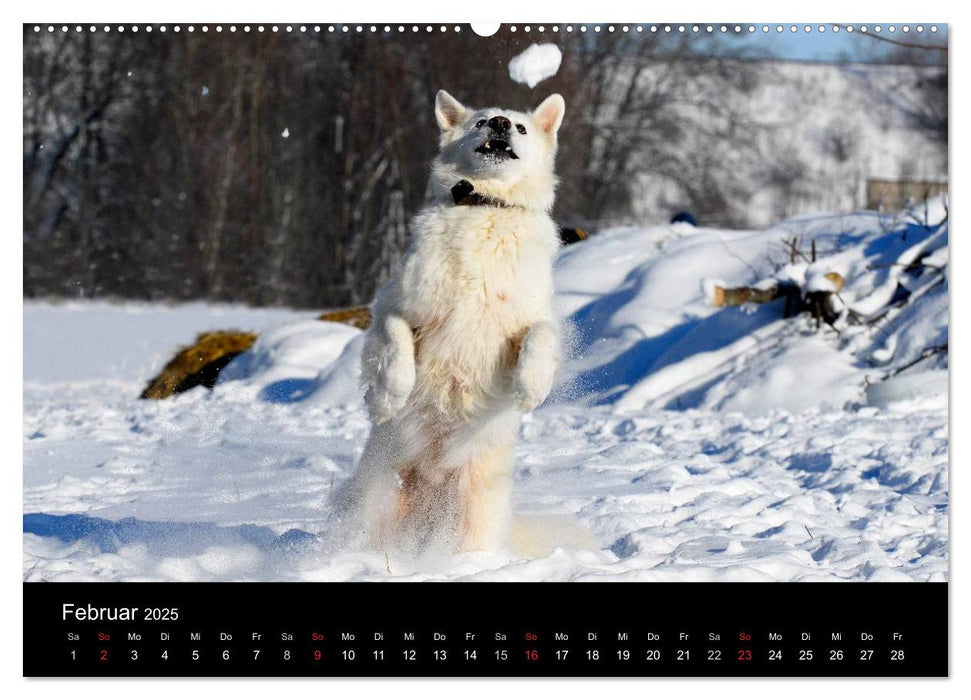 Weißer Schweizer Schäferhund (CALVENDO Premium Wandkalender 2025)