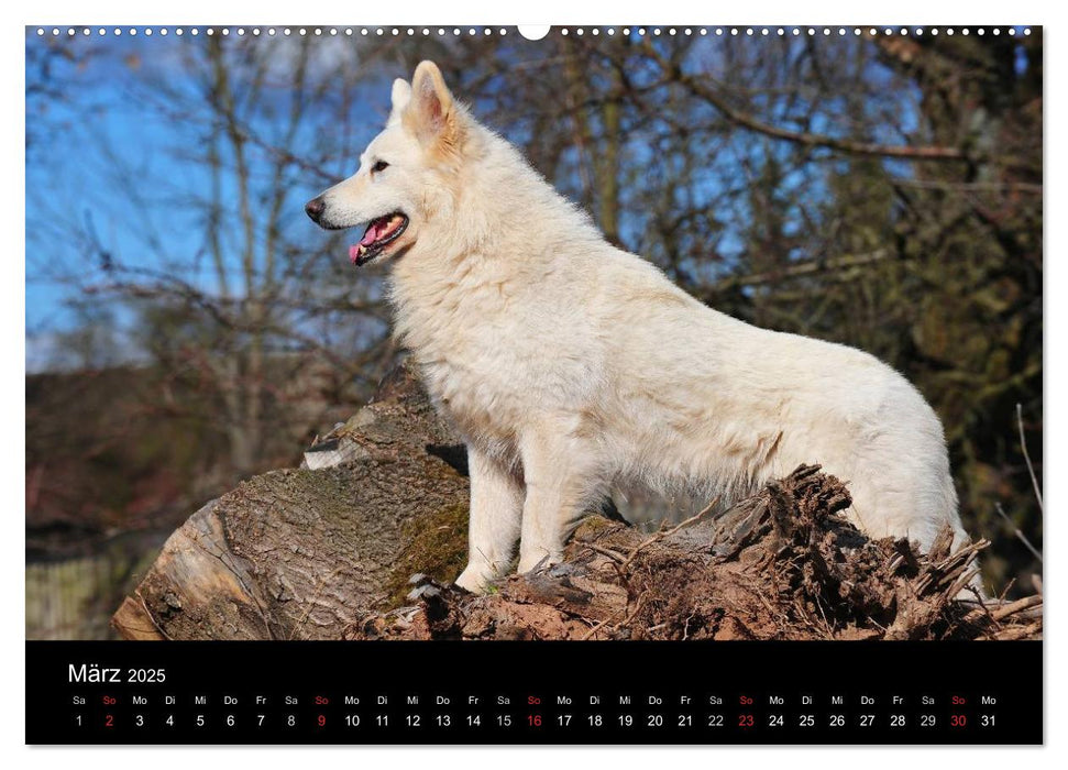 Weißer Schweizer Schäferhund (CALVENDO Premium Wandkalender 2025)