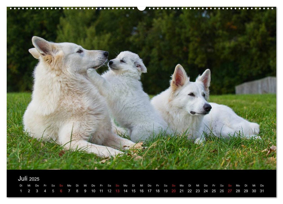 Weißer Schweizer Schäferhund (CALVENDO Premium Wandkalender 2025)